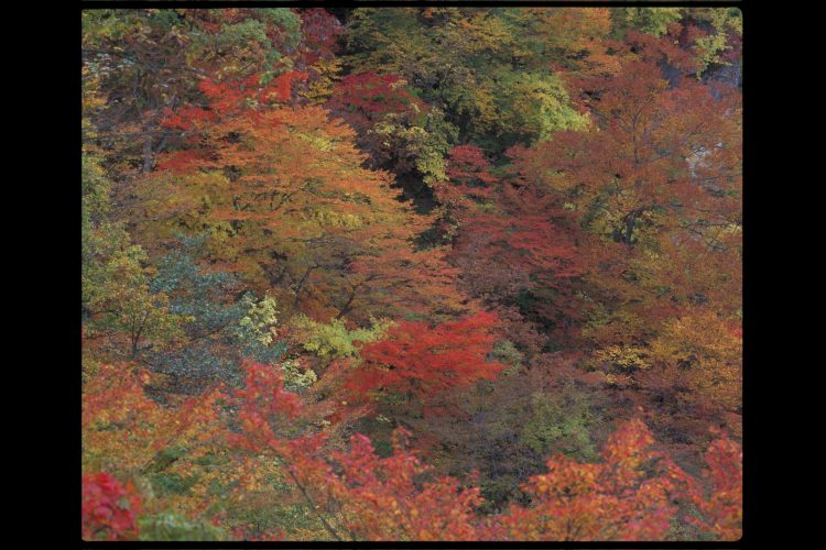 宮城県鳴子峡の紅葉 宮城県鳴子峡の紅葉